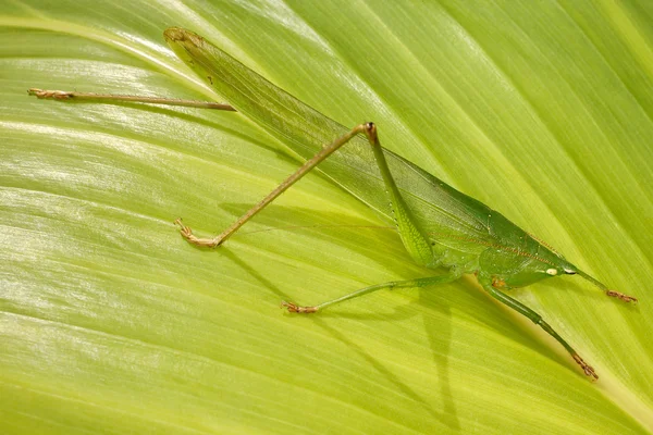 Grasshopper on palm leaves. — Stock Photo, Image