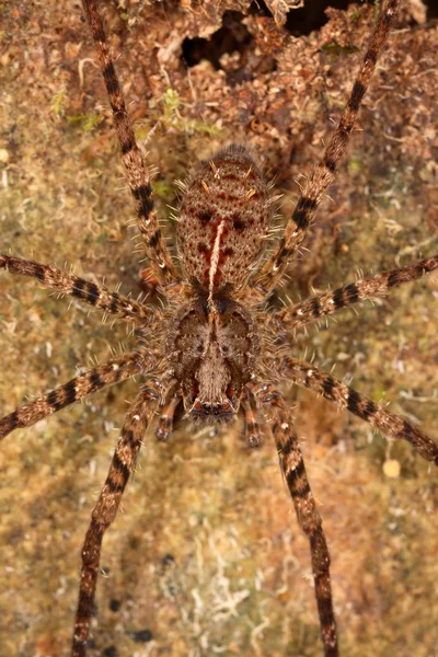 거미 마스크. — 스톡 사진
