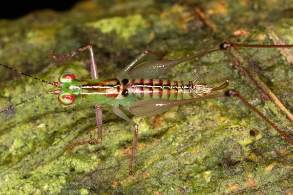 Saltamontes pequeños y voraces . —  Fotos de Stock