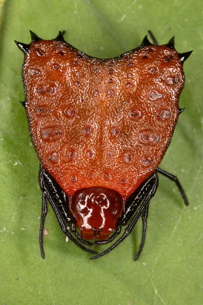 Exotische Spinne — Stockfoto