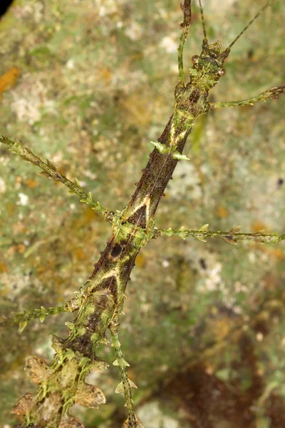 Um insecto-pau — Fotografia de Stock