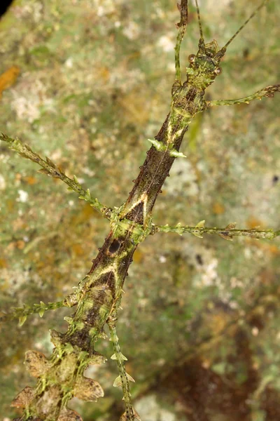 Un insecto palo — Foto de Stock