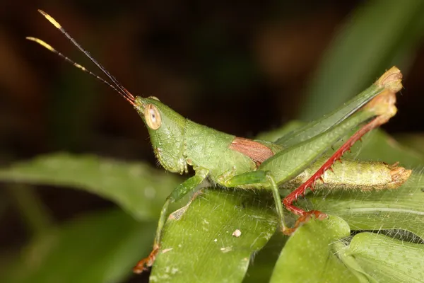 Malé tropické locust. — Stock fotografie