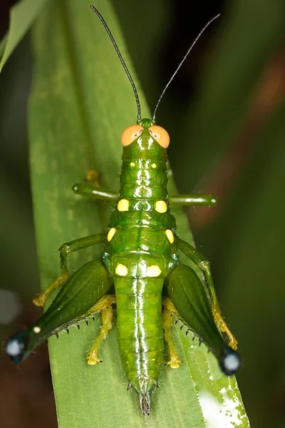 Malé tropické locust. — Stock fotografie