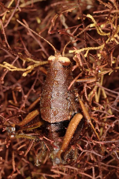 Langosta tropical pequeña . — Foto de Stock