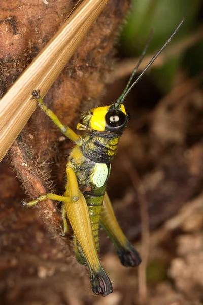 Piccola locusta tropicale . — Foto Stock