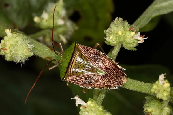 Bug crawling on a leaf — Stock Photo, Image