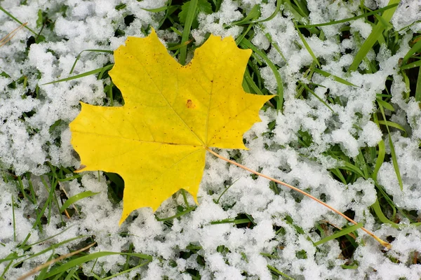 Folha caída amarela na neve — Fotografia de Stock