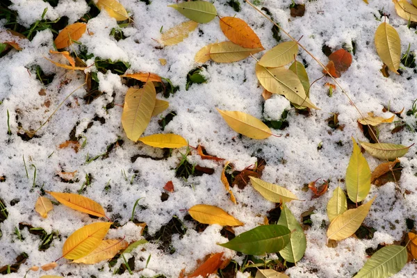 Folhas caídas na neve — Fotografia de Stock