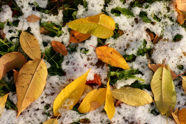 Folhas caídas na neve — Fotografia de Stock