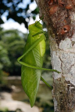 düz kanatlılar Ekvador