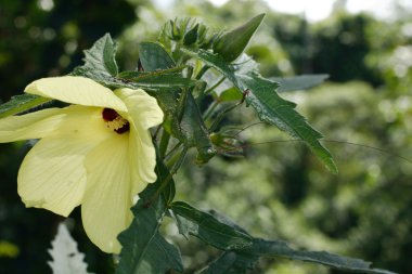 düz kanatlılar Ekvador