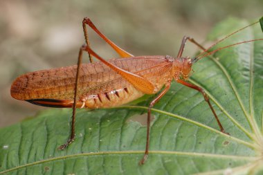 düz kanatlılar Ekvador