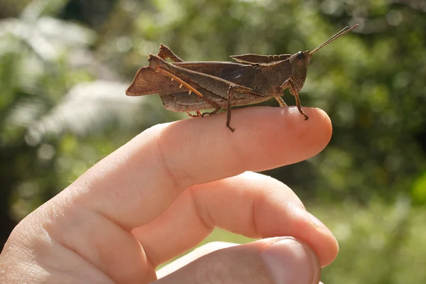 Une sauterelle sur ma main. Orthoptères de l'Équateur (Orthoptères, Caelifera, Acridoidea, Catantopinae ) — Photo