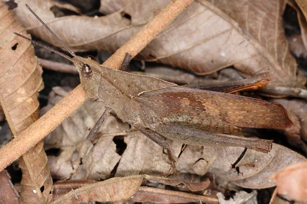 Orthoptera del Ecuador (Orthoptera, Caelifera, Acridoidea, Catantopinae ) — Foto de Stock