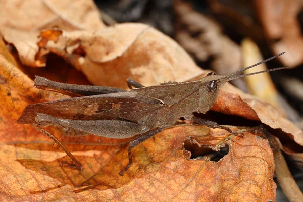 Orthoptera do Equador (Orthoptera, Caelifera, Acridoidea, Catantopinae ) — Fotografia de Stock