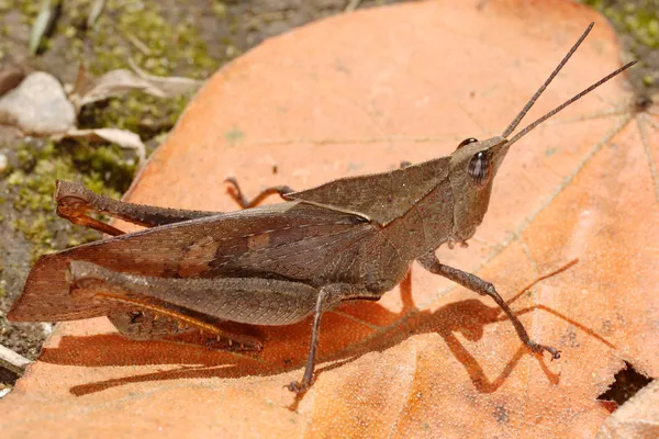 Orthoptera of Ecuador (Orthoptera, Caelifera, Acridoidea, Catantopinae) — Stock Photo, Image