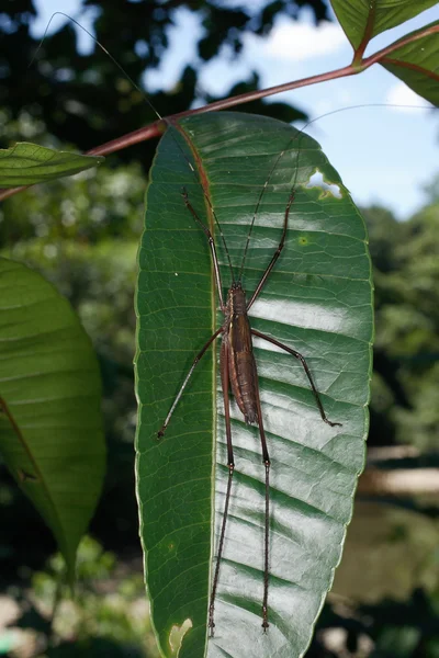 Orthoptera van ecuador — Stockfoto