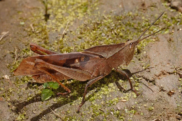 Orthoptera ecuador (Orthoptera, caelifera, acridoidea, catantopinae)) — Stockfoto
