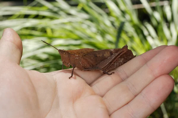 Langosta en mi mano. Orthoptera del Ecuador (Orthoptera, Caelifera, Acridoidea, Catantopinae ) —  Fotos de Stock