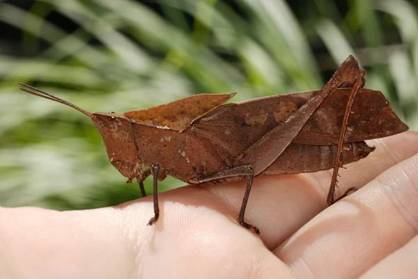 Heuschrecke an meiner Hand. Orthoptera von Ecuador — Stockfoto