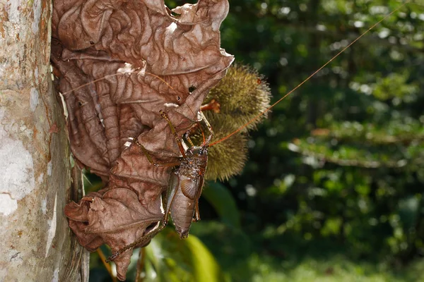 Orthoptera i ecuador — Stockfoto