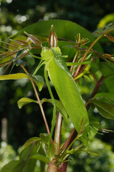 Orthoptera do Equador — Fotografia de Stock