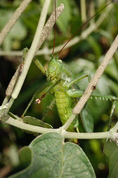 Orthoptera do Equador — Fotografia de Stock