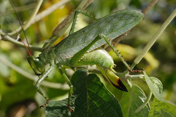 Orthoptera do Equador — Fotografia de Stock