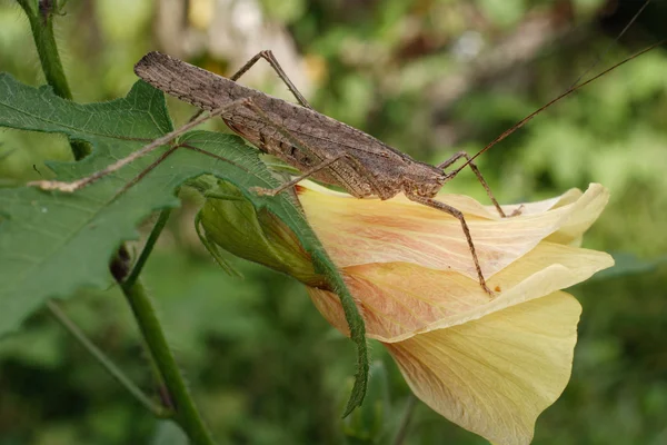 Orthoptera van ecuador — Stockfoto