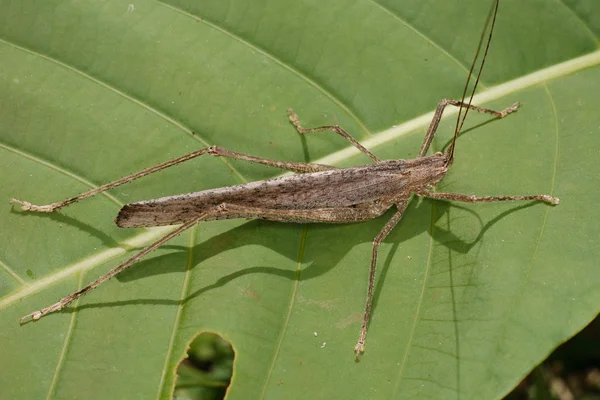 Orthoptera do Equador — Fotografia de Stock