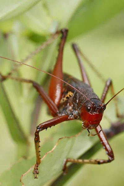 Orthoptera do Equador — Fotografia de Stock