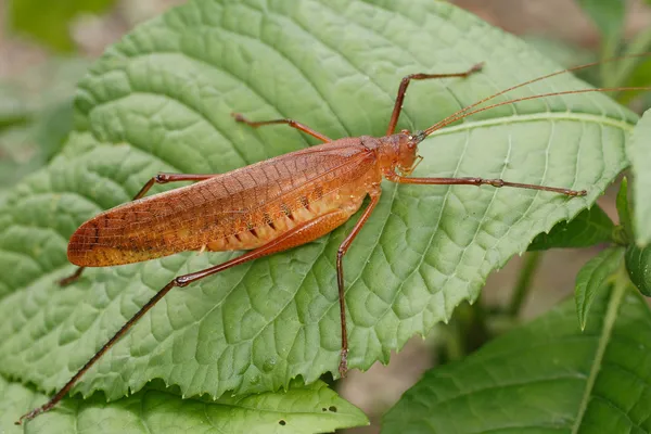 Orthoptera do Equador — Fotografia de Stock