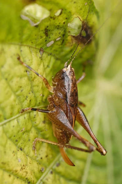 Orthoptera i ecuador — Stockfoto