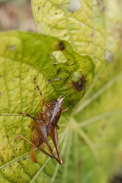 Orthoptera Ekvádoru — Stock fotografie