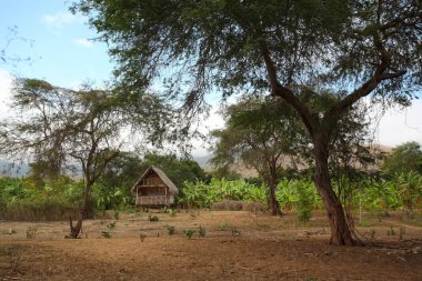 muz plantation Ekvador