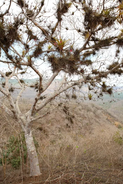 干燥的森林在厄瓜多尔海岸 — 图库照片