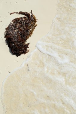 beyaz kum. mercan kum. doğal arka plan