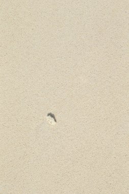 beyaz kum. mercan kum. doğal arka plan