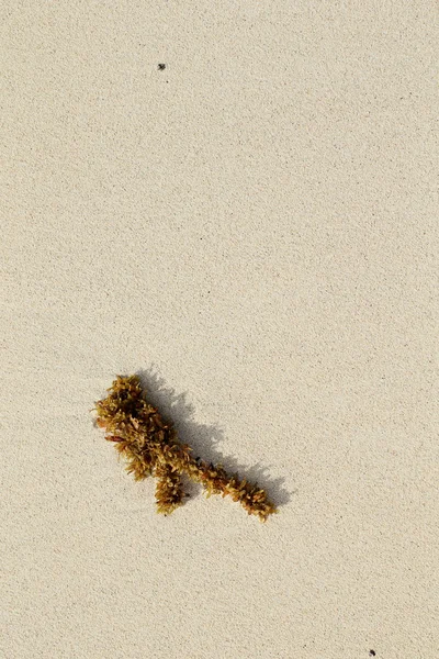 Белый песок. Коралловый песок. Естественный фон — стоковое фото