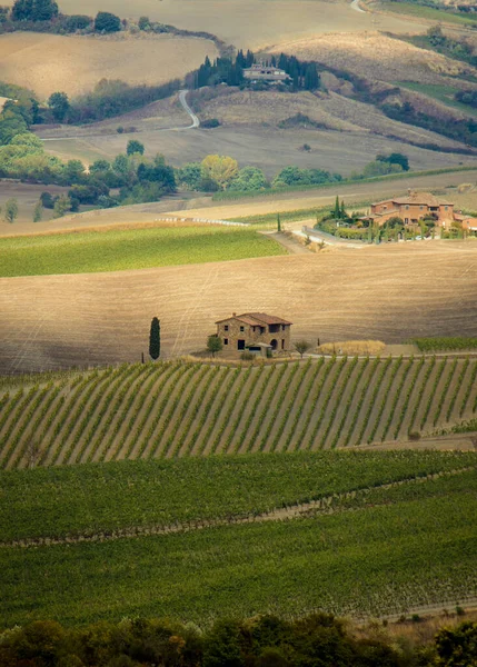 Landschap Met Wijngaarden Montepulciano — Stockfoto