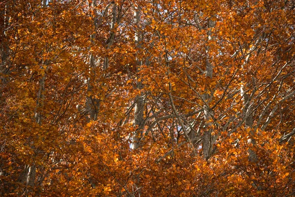 Light Shadow Dry Leaves Autumn — Stock Photo, Image