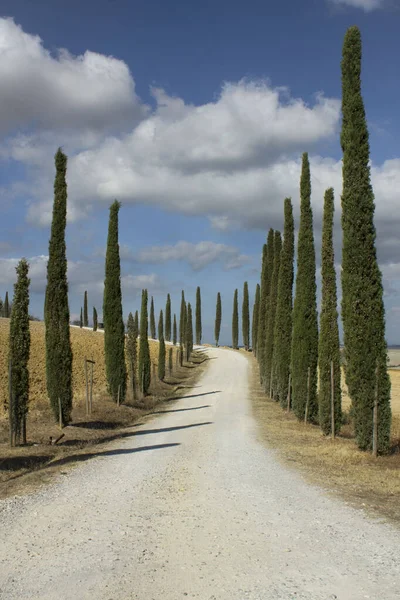 Paysage Rural Toscane Avec Des Cyprès — Photo