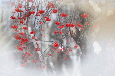 kırmızı dutlarla kaplı kar dalları 