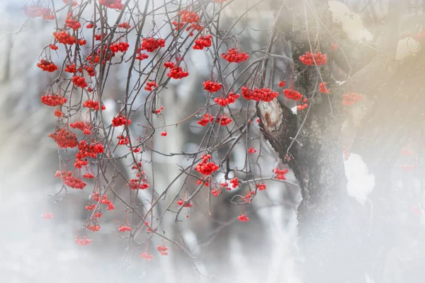 雪に覆われた枝に赤い果実 — ストック写真