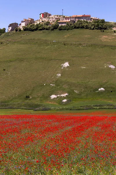 Estate Castelluccio Norcia — Foto Stock