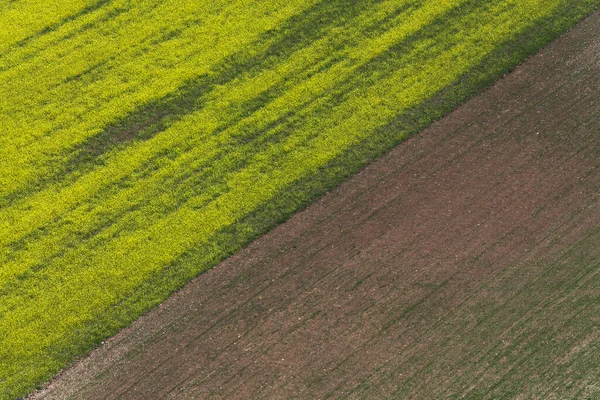 Musim Panas Berbunga Castelluccio Norcia — Stok Foto