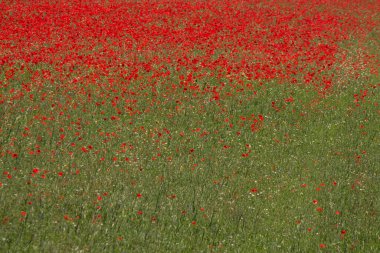 Yaz mevsimi Castelluccio di Norcia 'da