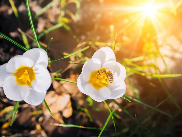 Crochi primaverili fioriscono nel parco. Fresco bel viola e giallo crochi, messa a fuoco selettiva. Fondo primavera con fiori Crochi fioriti all'inizio della primavera con raggio di sole — Foto Stock