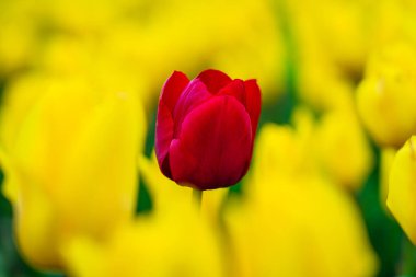 Baharda Hollanda 'da muhteşem lale tarlaları olan sihirli bir manzara. Hollanda 'nın Hollanda manzarasında çok renkli lale tarlaları açıyor. Seyahat ve tatil kavramı.